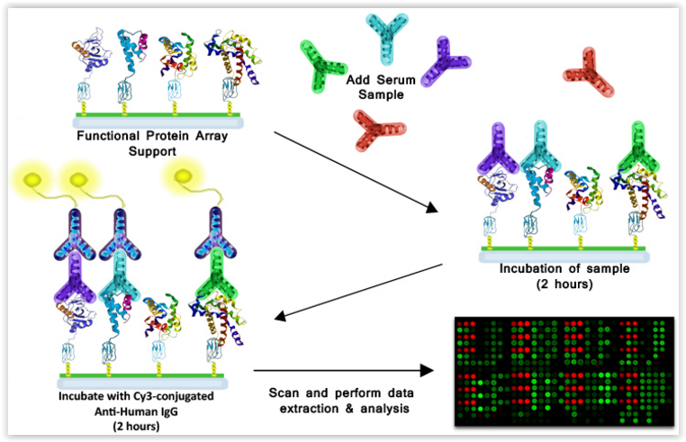 principle-of-the-raybio-immunome-protein-array-raybiotech-tebu-bio