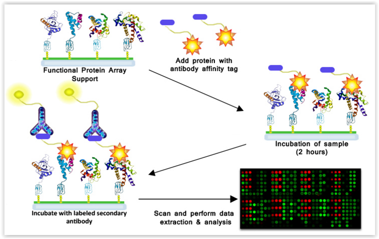 Experimental work flow for Protein-Protein interactions using the RayBio Immunome protein array. Source: RaybioTech tebu-bio