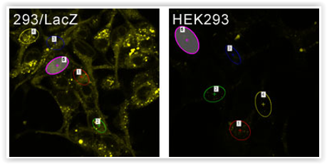 live-cell-imaging-of-293-lacz-and-hek293-cells