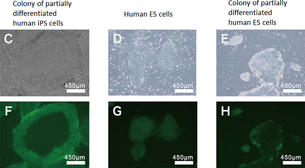 staining-colony-of-partially-differentiated-human-ips-cells-with-kp-1