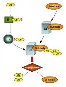 Proteasome and DUB inhibitors - tebu-bio.