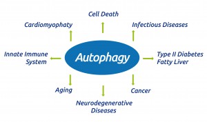 Autophagy-01