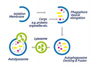 The process of Autophagy