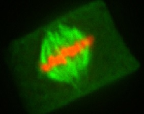 Immuno-fluorescence of Arabidopsis thaliana metaphase cell stained with Anti-Tubulin polyclonal antibody (027ATN02).