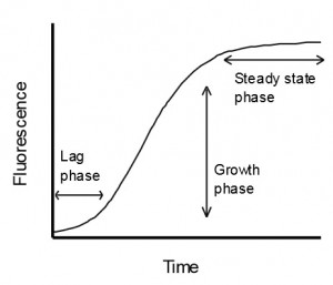 Actin polymersization - phases