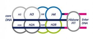 Histone_Structure_A-01-1