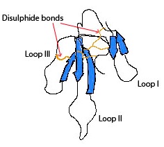  Mambalgin structure. Wikimedia Commons. (Venomous toxin ion channel modulators)