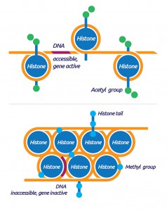 Nucleosome_cartoon-01-1