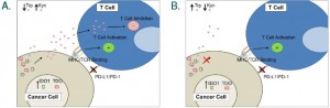 IDO - TDO inhibition - effects