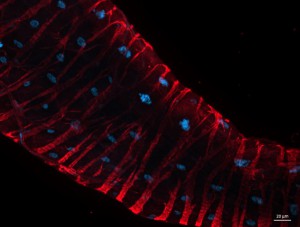 Live Cell Imaging: User results with SiR-Actin & SiR-Tubulin: Drosophila hind gut stained with SiR-Actin.