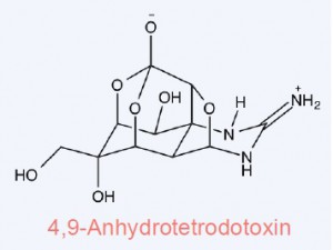 Ion channel modulators: Anhydrotetrodotoxin