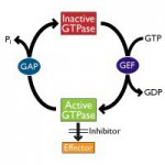Small G-protein activation cycle - Small GTPases