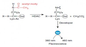 Assay principle HDAC1