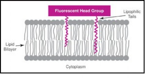 Live cell imaging of organelles
