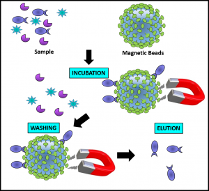 Fig. 1: Magnetic bead principle - tebu-bio