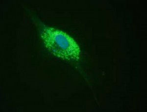 Live Cell Imaging tools for organelles - tebu-bio