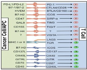 Cartoon of checkpoint proteins and ligands - BPS