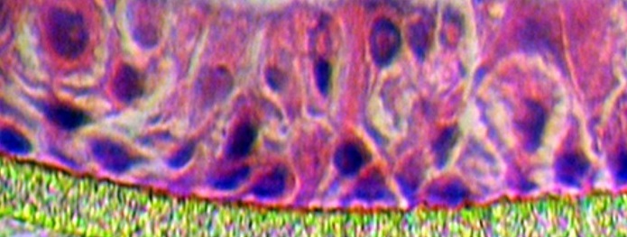 Mimic human pulmonary function in vitro