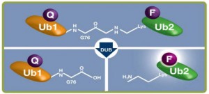 IQF/DiUbiquitin substrate.
