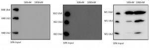 Anti-M1 (Linear) TUBE shows strong specificity. No K48 or K63 chains were pulled down with 500 or 1000nM TUBE.
