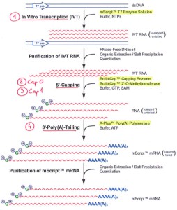 mScript mRNA production system.
