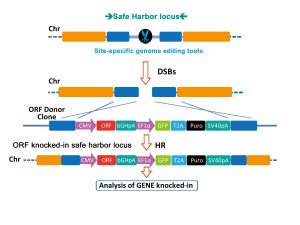 Safe-Harbor genome integration
