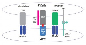 T cell - APC effects