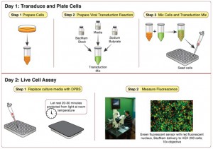 Workflow of Montana Molecular assays