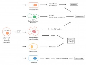 IL 17-pathway-02 - final