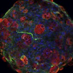 n3D Bio Assay