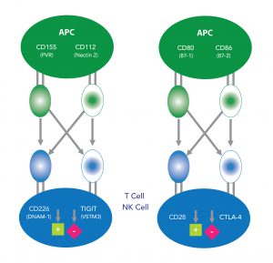 TIGIT (VSTM3)/CD226 and CD28/CTLA-4 Pathway - Being bioreactive