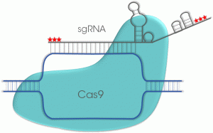 RNP CRISPR-CAS9 complexe