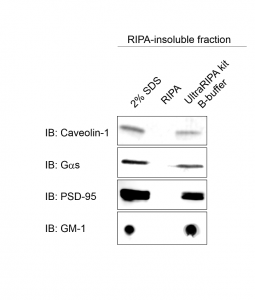 Extraction of RIPA-insoluble proteins WB