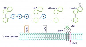 CD73 pathway-final