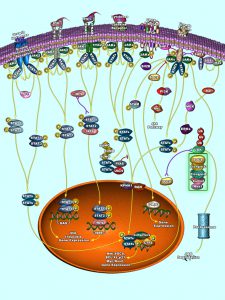 JAK/STAT Pathway - Courtesy of RayBiotech (tebu-bio)