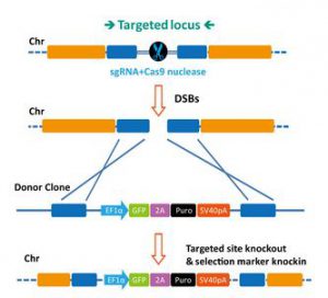 CRISPR Cas9 - Cell line engineering for Stem Cell Research