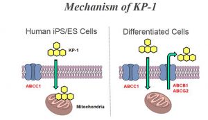 KP-1 probe with induced Pluripotent Stem Cells and differentiated cells