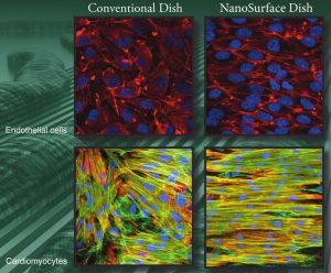 Comparison of conventional cell culture with NanoSurface dishes