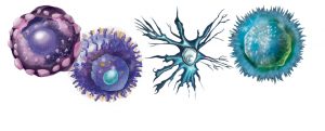 HemaCare hPBMCs - cell sourcing for primary cells at tebu-bio.com