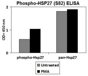 Phosphorylation ELISA test