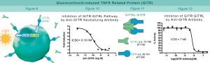 GITR:GITRL cellular line