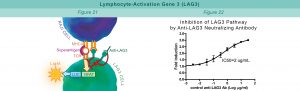 LAG3:MHCII cellular line