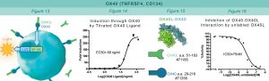 OX40:OX40L cellular line