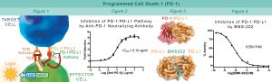 PD1:PDL-1 cellular line