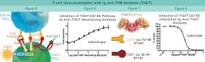TIGIT:CD155 cellular line