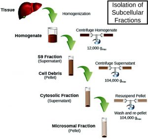 Subcellular Fraction Preparation Method