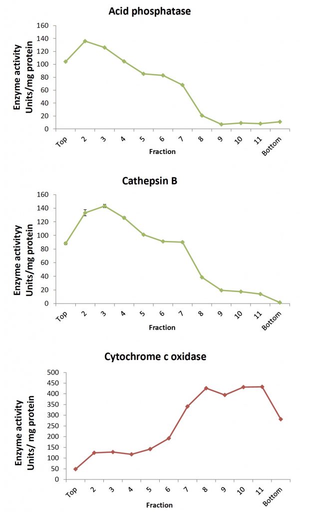 Fig 2. Enzymatic activity assessment and location in density gradient