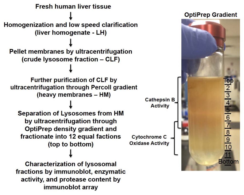 Hepatic lysosome preparation - Sekisui Xenotech - tebu-bio