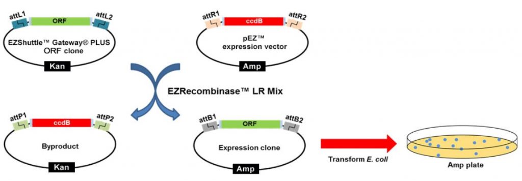EZshuttle cloning system