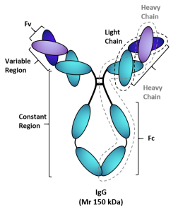 Antibody Structure - Isabelle Topin - tebu-bio's monoclonal antibodies